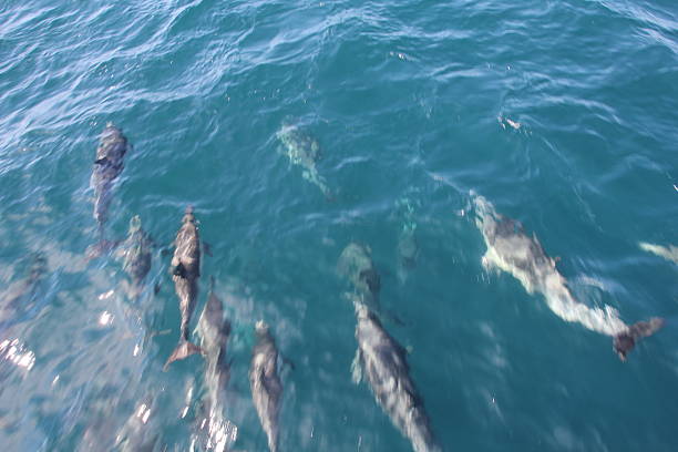 istock Dolphins swimming in the Pacific Ocean 2228661769