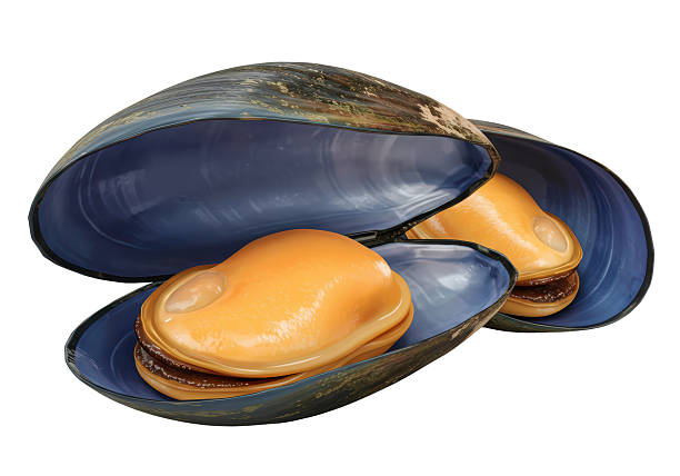 istock Isolated Two Open Mussels with Juicy Orange Meat 2228661859