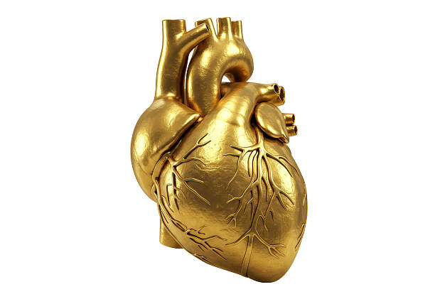 istock Isolated Anatomically Correct Golden Human Heart 2228662101