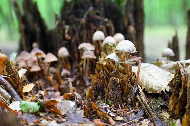Small mushrooms growing in groups on a decomposing old stump, surrounded by forest litter. The focus on the foreground emphasizes the fragile beauty and details of these woodland inhabitants.