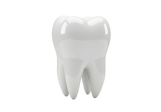 Isolated Gleaming White Human Tooth - Dental Health