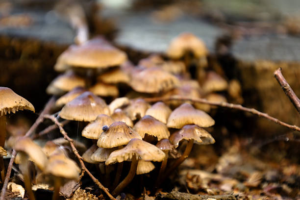 Young forest mushrooms with shiny caps and thin stems grow in a large group on an old, fallen log. This macro shot captures the details of forest life, the process of decomposition, and the natural beauty of the microworld.