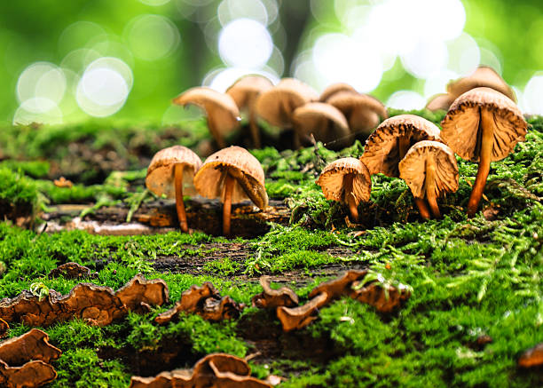 istock Young forest mushrooms grow on a fallen log densely covered with bright green moss. This macro shot with a soft, blurry background conveys the beauty and biodiversity of the forest ecosystem, filled with light and life. 2228662666