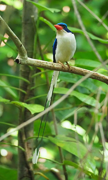 istock Common paradise kingfisher (Tanysiptera galatea) 2228663452