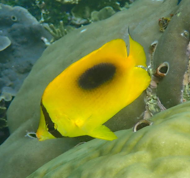 istock mirror butterflyfish or oval-spot butterflyfish (Chaetodon speculum) 2228663535