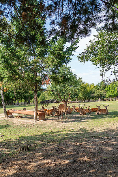 istock Herd of deer resting under trees in a serene park during daytime 2228663612