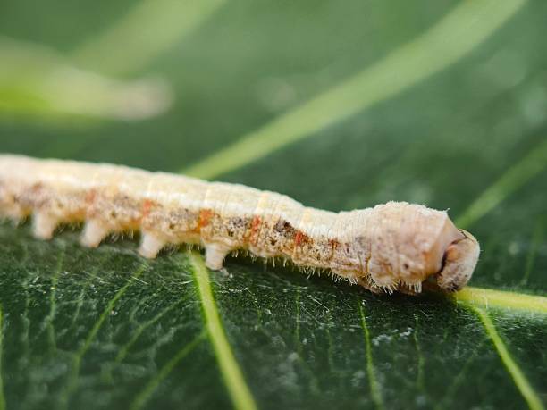 istock Larva stage of moth 2228663916