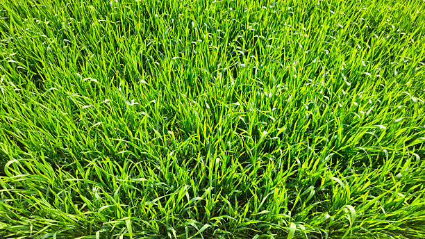 istock Green farming land, nature care. 2228664596
