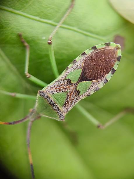 istock Close-up of a Box Bug nymph 2228665009