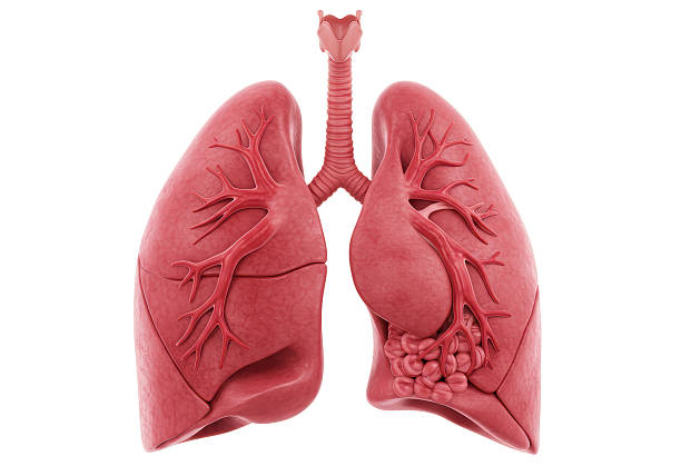 istock Isolated Anatomical Model of Human Lungs with Bronchial Tree 2228665793