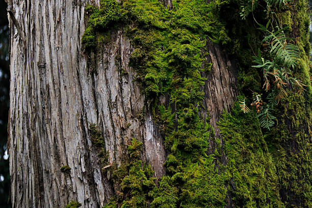 MossCovered Tree Trunk in Forest Setting Nature Texture for EcoThemed Designs