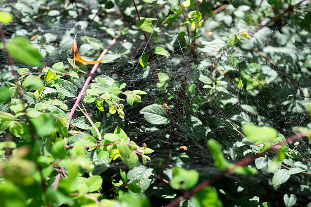 The cobwebs on the branches covered the leaves.