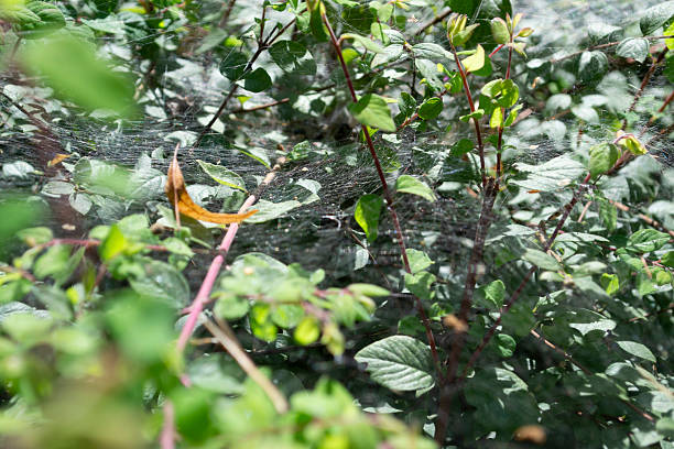 The cobwebs on the branches covered the leaves.
