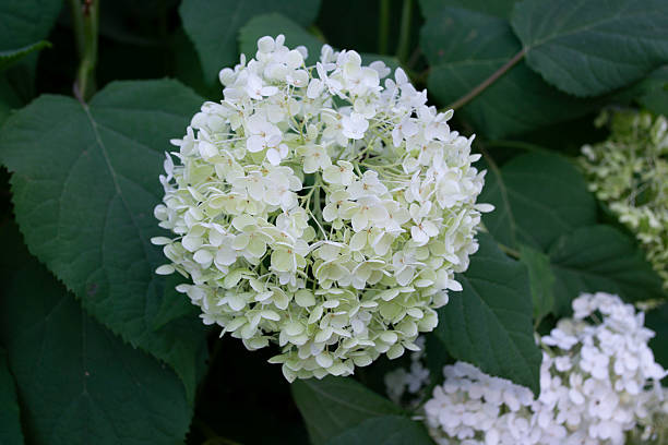 istock Hydrangea bush in the garden, blooming hydrangea with soft pink flowers collected in inflorescences 2228667102