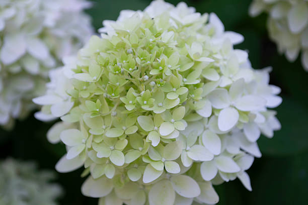 istock Beautiful hydrangea shrubs with white flowers outdoors 2228667182