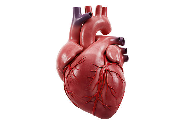 istock Isolated Human Heart Anatomical Model Detailed 2228667277