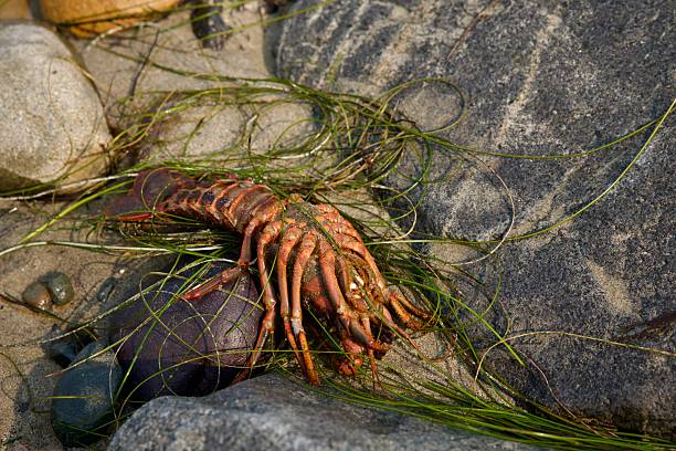 Human hand holds a live lobster. The crustacean will be boiled for the clam bake dinner on the beach in Northern Michigan and served to hungry guests at the party.