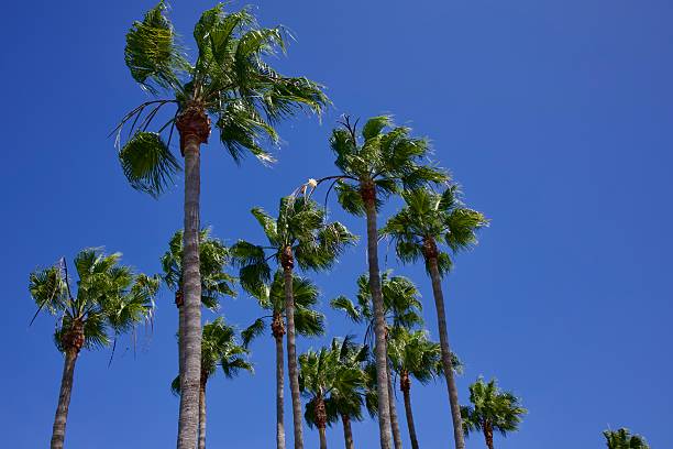 istock Tall palm trees with a summer breeze 2228669317