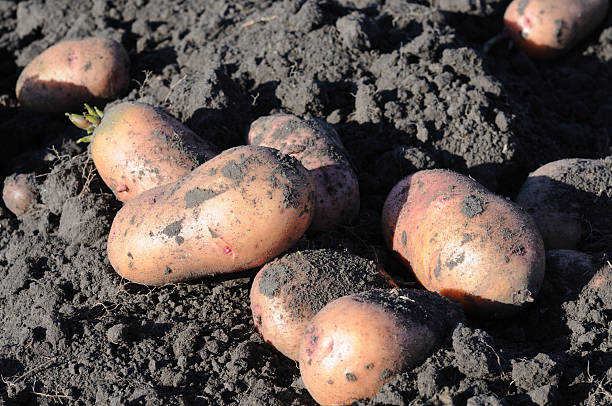 istock Harvested potatoes in the vegetable garden, 2228669865
