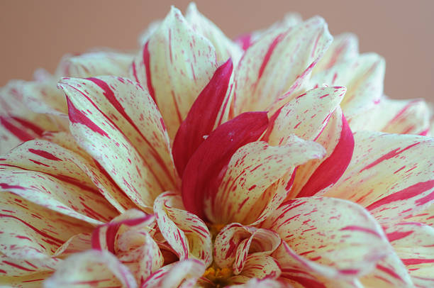 close up of a beautiful Dahlias flower in the garden