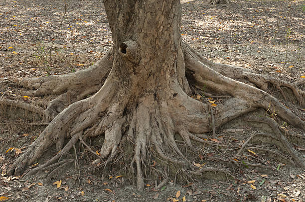 Tree roots are strong and sturdy