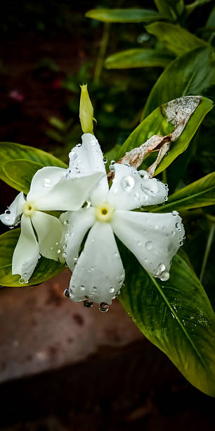 istock White flower with water droplets. 2228670863