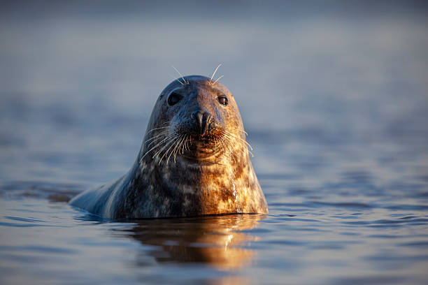 istock Grey seal (Halichoerus grypus) portrait, United Kingdom 2228671518