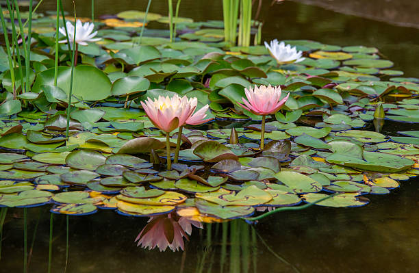 istock Pink and White Water Lilies 08-01-25 2228671529