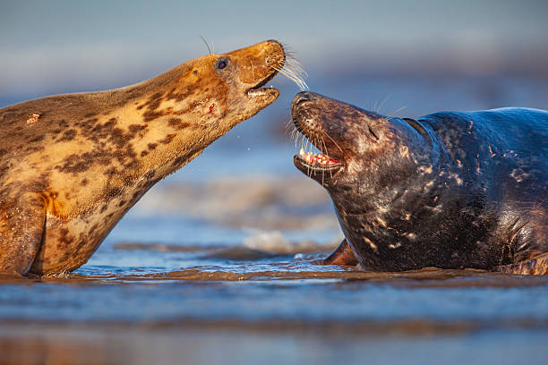 istock Grey seals (Halichoerus grypus) fighting, United Kingdom 2228671607