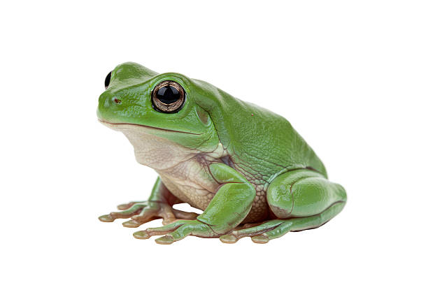 istock Isolated Green Tree Frog Amphibian Isolated 2228672727