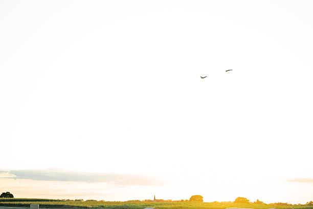 Birds flying in the sky. Sunset view. Summer.