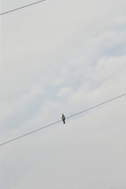 istock A beautiful bird is perched calmly on a power line up high 2228673149