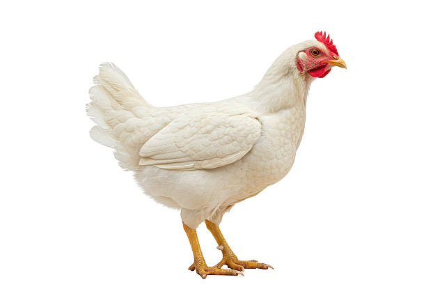 istock Isolated White Chicken Hen Standing with Natural Pose 2228673285