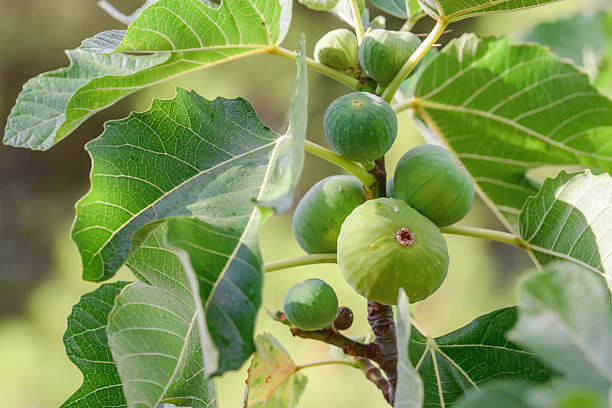 istock Close-up of green figs growing on a fig tree 2228674600