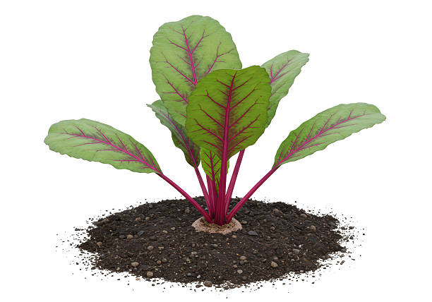 Isolated Young Beetroot Plant with Leaves in Soil