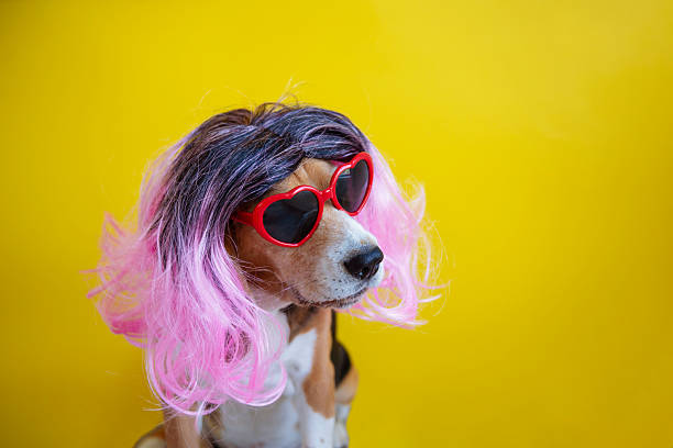 dog at grooming salon