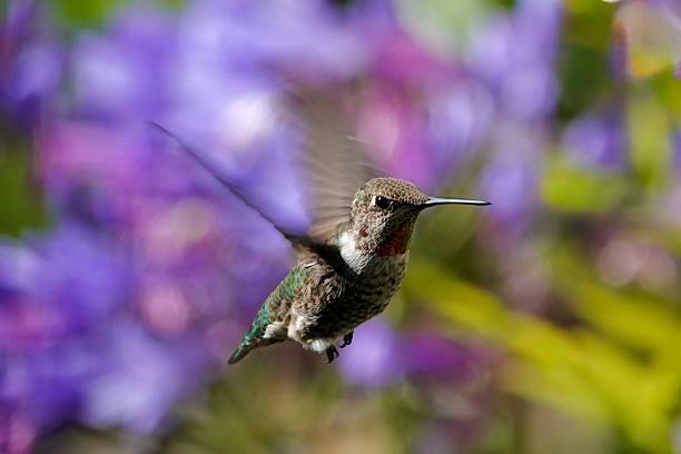 istock Majestic Hummingbird 2228675630