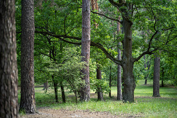 istock Sunlight filters through a mixed forest in Partisan Glory Park, Kyiv, Ukraine. A young deciduous tree and a vibrant green lawn are illuminated by the sun. 2228675924