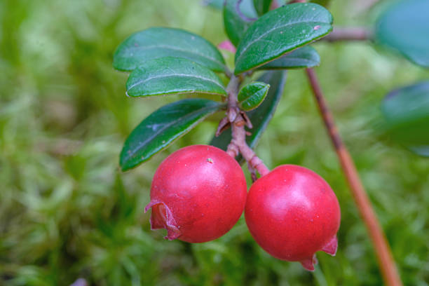 Lingonberries. Close-up of berries