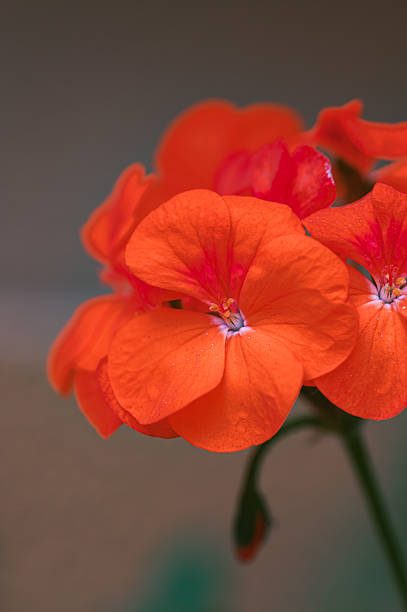 Close up view of vibrant orange geranium flowers with water droplets, soft lighting against a blurred neutral background
