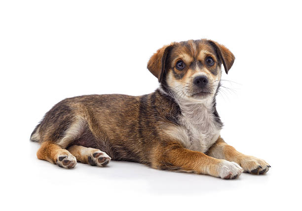 istock A dog that lies down. 2228677695
