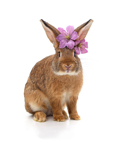 istock Rabbit decorated with clematis flowers. 2228677993