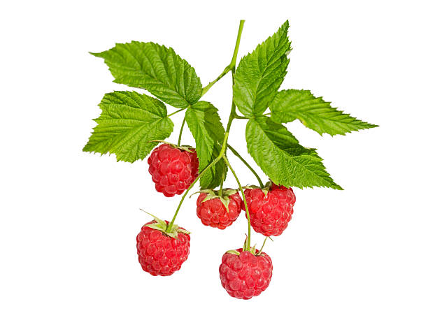 istock branch of ripe raspberry isolated on white background 2228678057