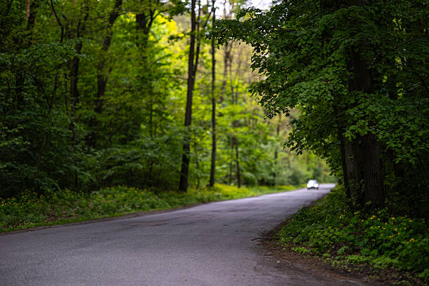 istock A white car approaches on a narrow asphalt road that winds through a dense green forest. The roadside is covered with lush foliage and small wildflowers. 2228678095