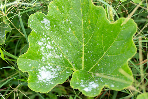 istock Large green pumpkin leaf affected by powdery mildew against tall grass background 2228678117