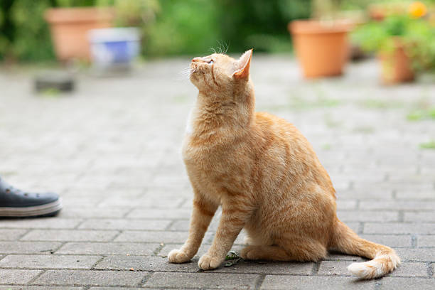 istock ginger cat on patio looking up 2228678158