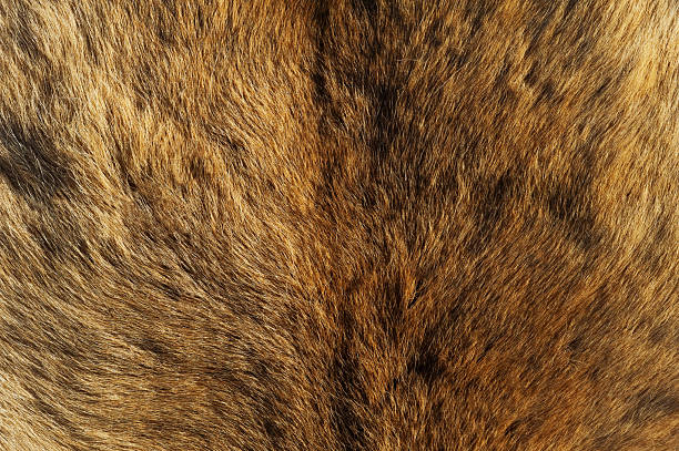 istock Background and texture of natural bear fur. 2228678260