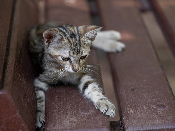 Adorable cat in the garden