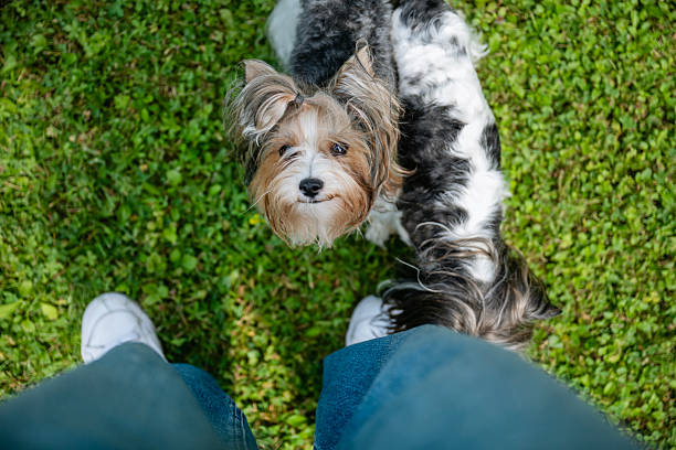 istock Yorkshire Terrier Dog looking his owner 2228680073