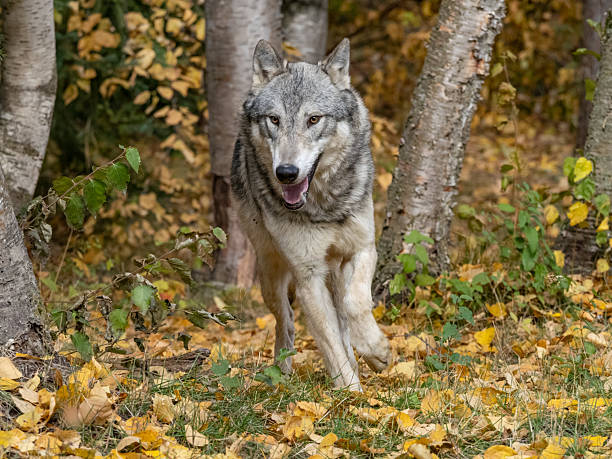 A captive Tundra Wolf running through the trees. A game farm in Montana, with animals in natural settings.